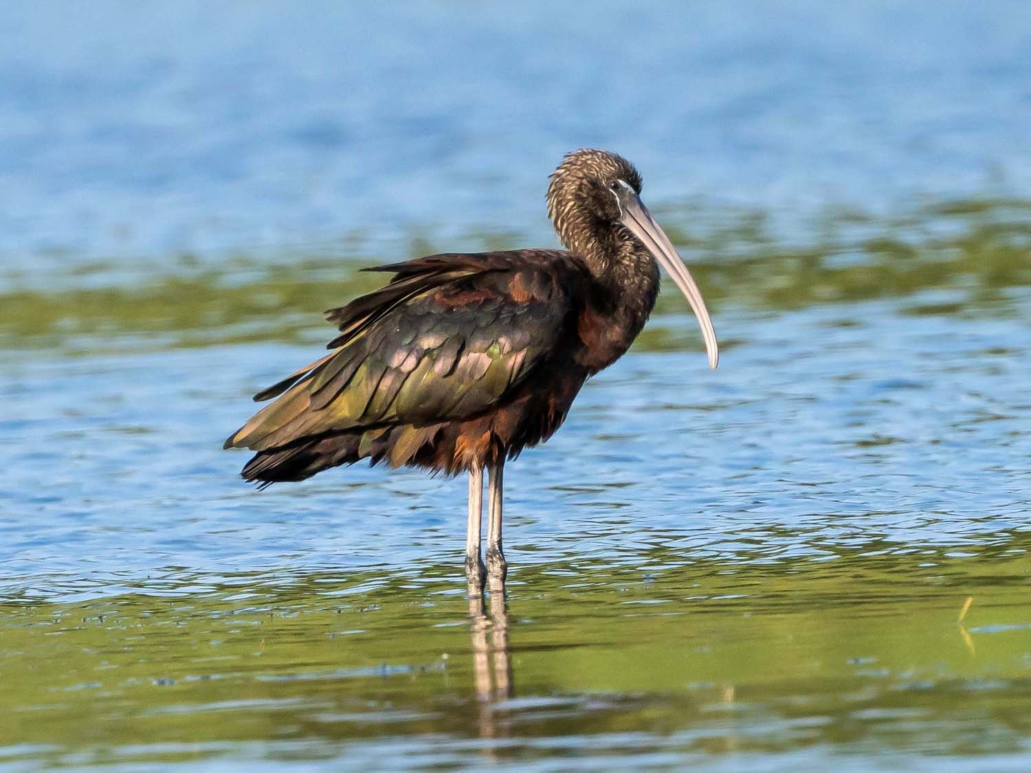 Glossy Ibises — Susan Kirby